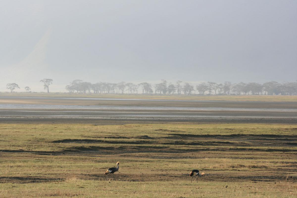 Serengeti -12-6-10-2008-707-w   